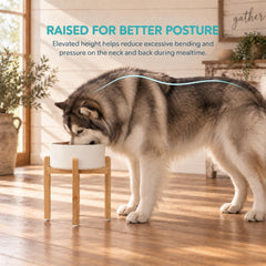 Havniva ceramic dog bowl close-up showing its smooth matte surface.