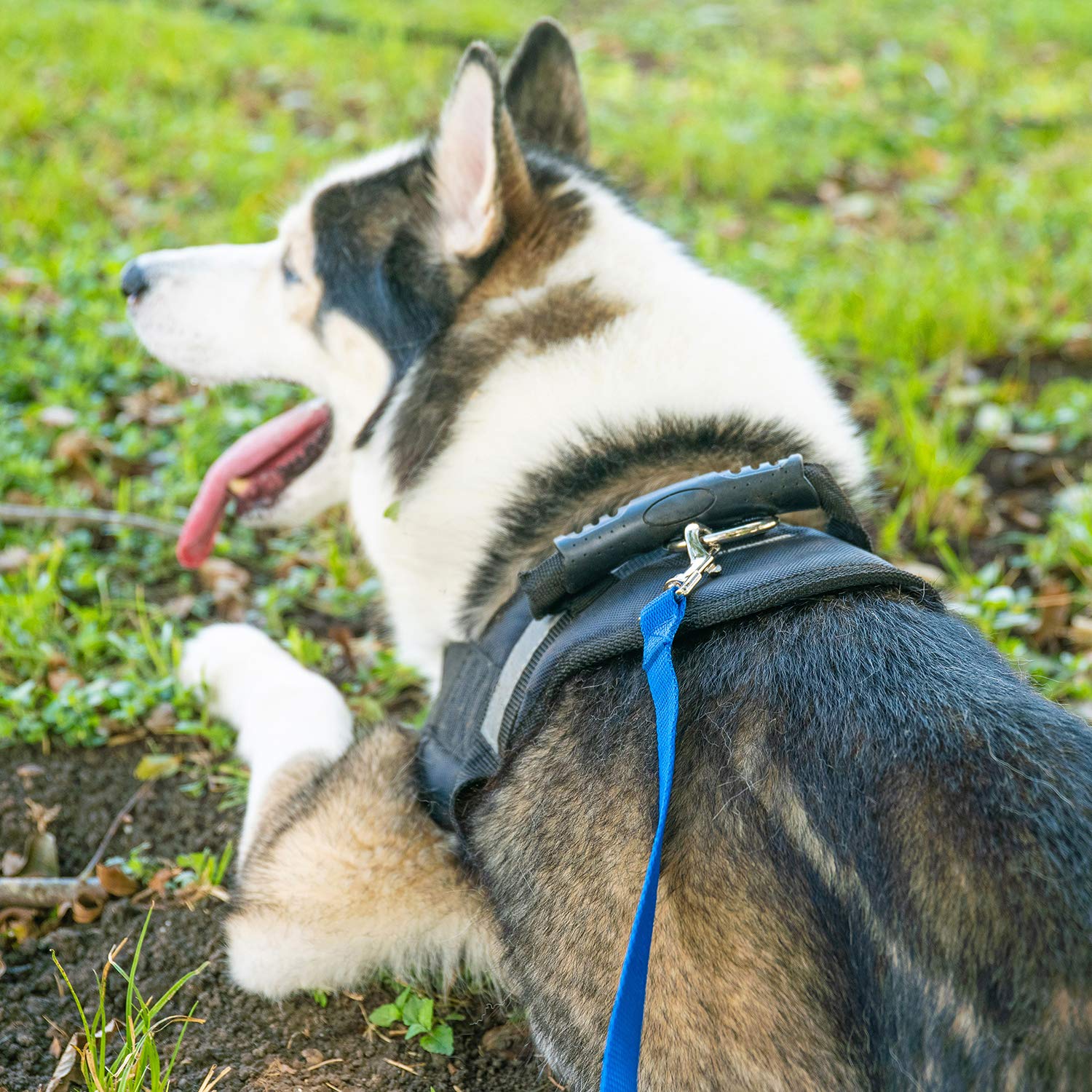 Hi Kiss dog training leash used for a dog recall practice session.
