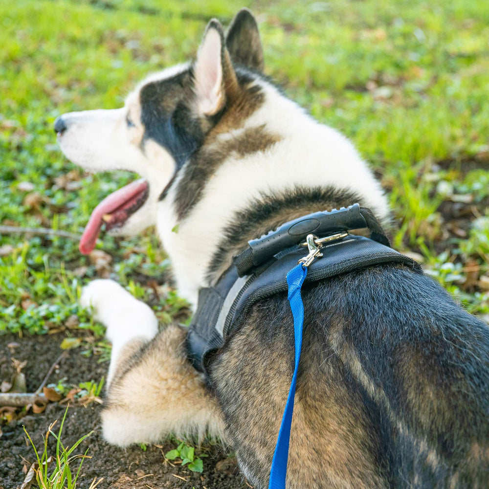 Hi Kiss dog training leash used for a dog recall practice session.
