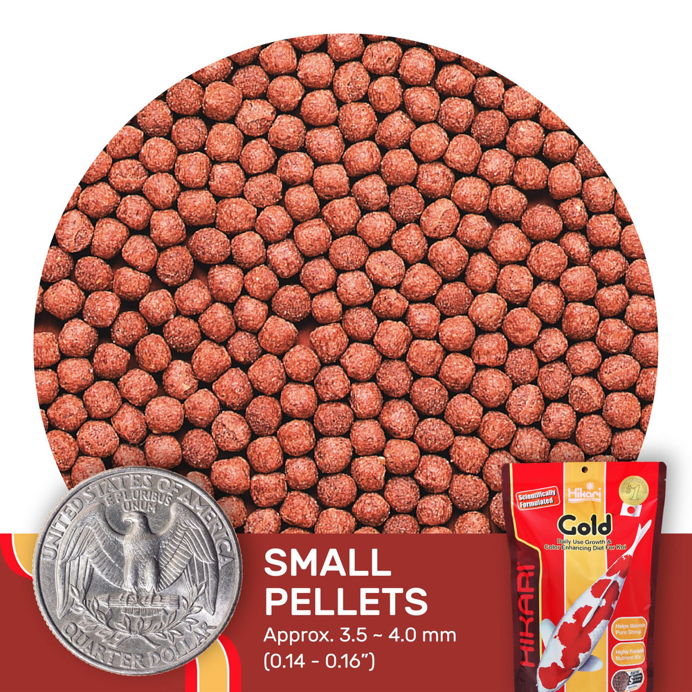 Hikari Gold Small Floating Pellets shown in their floating pellet format.