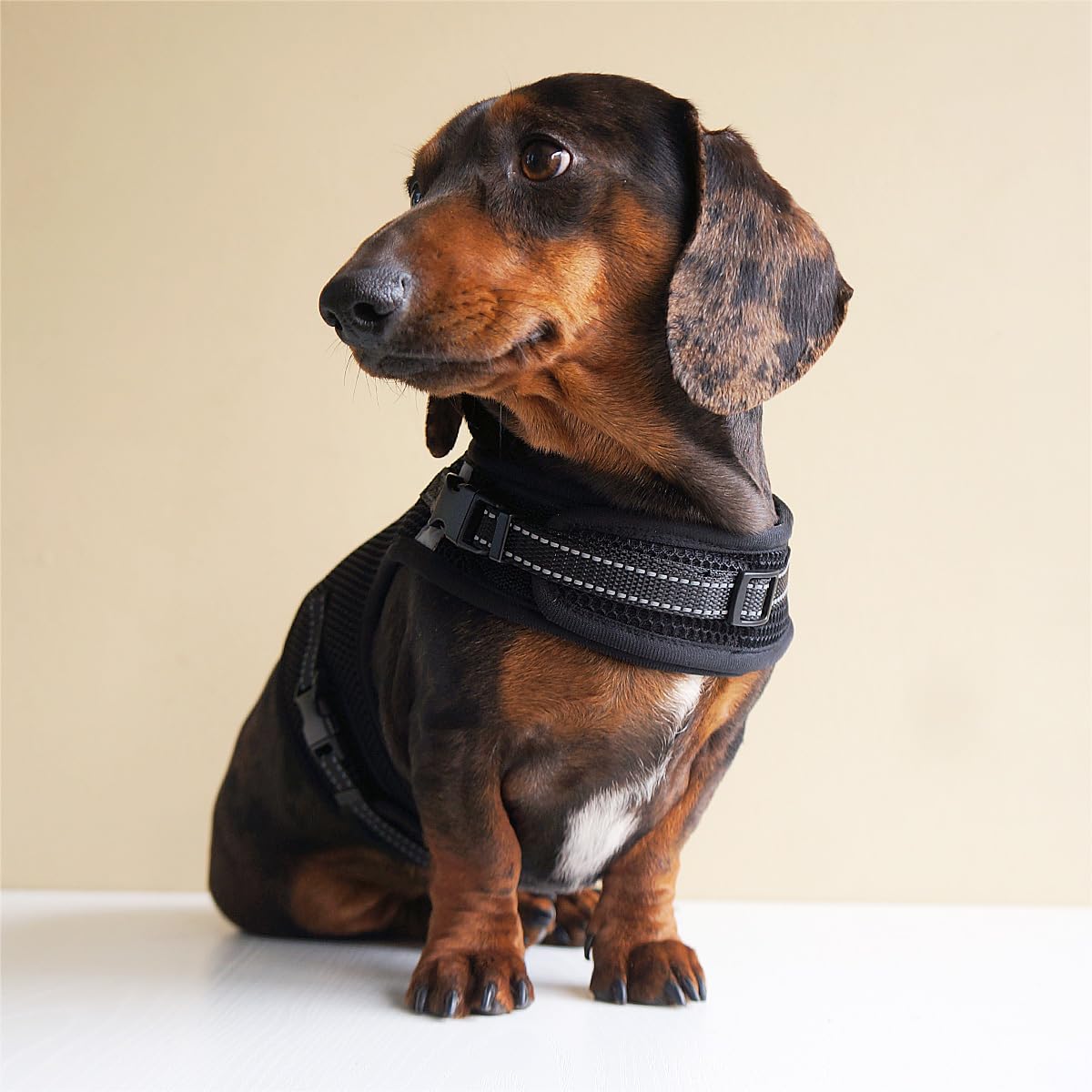 Hilspace dachshund harness shown in its black colour.