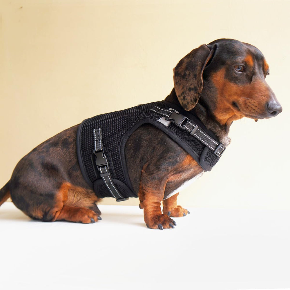 Hilspace dachshund harness showing its chest-centered construction.