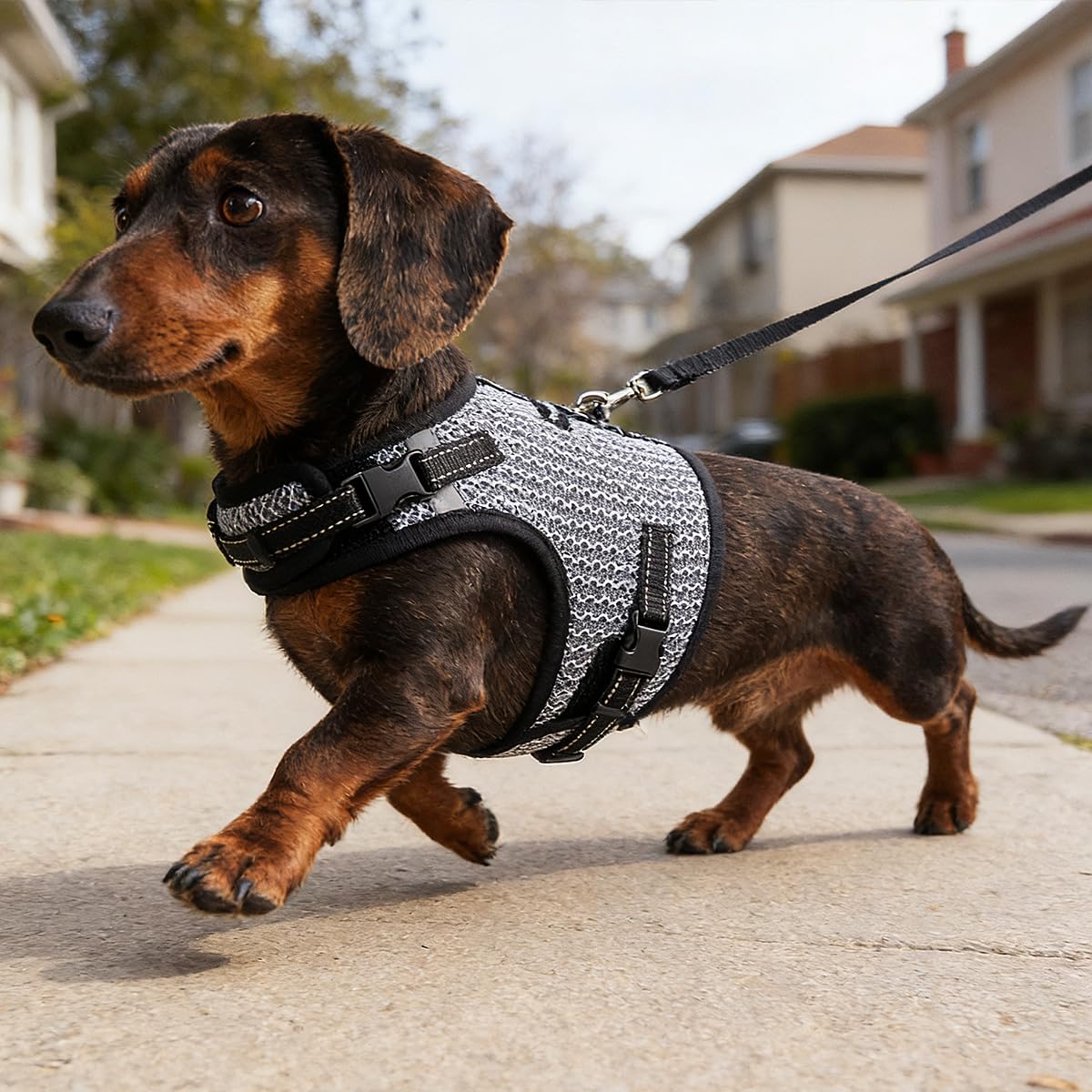 Hilspace Dachshund Harness view highlighting its chest-centered construction.