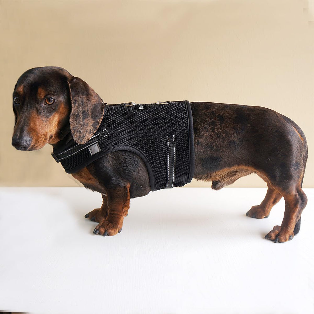 Hilspace dachshund harness shown being worn by a dachshund.