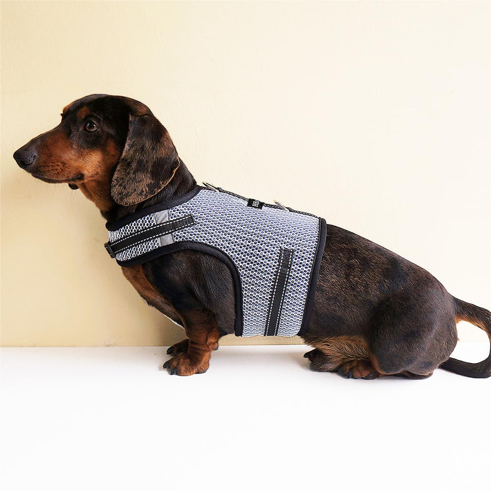 Hilspace Dachshund Harness worn by a Dachshund.