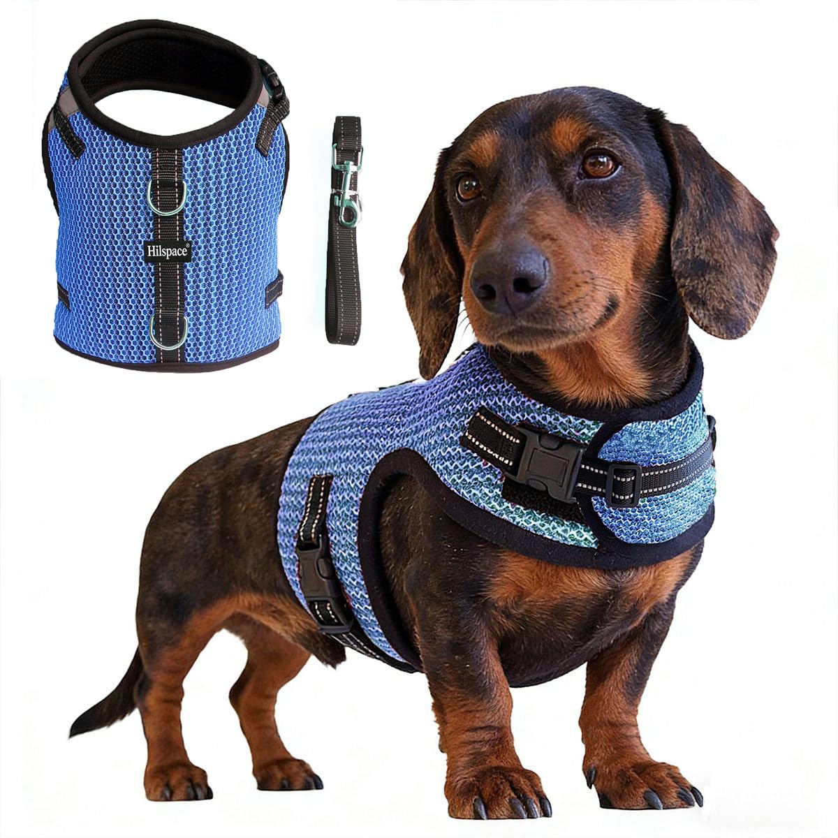 Hilspace Dachshund harness vest in blue, shown from the front.