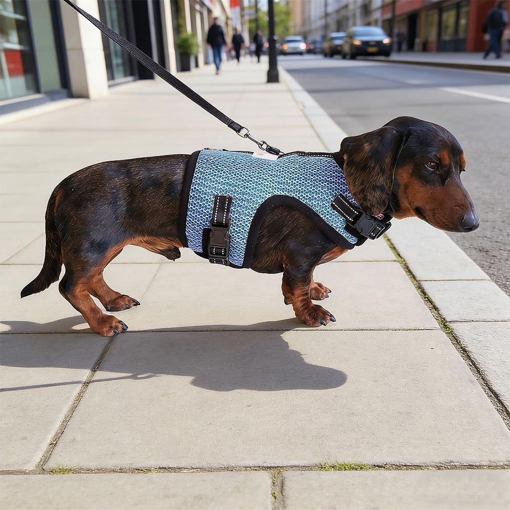 Hilspace Dachshund harness vest worn by a Dachshund.