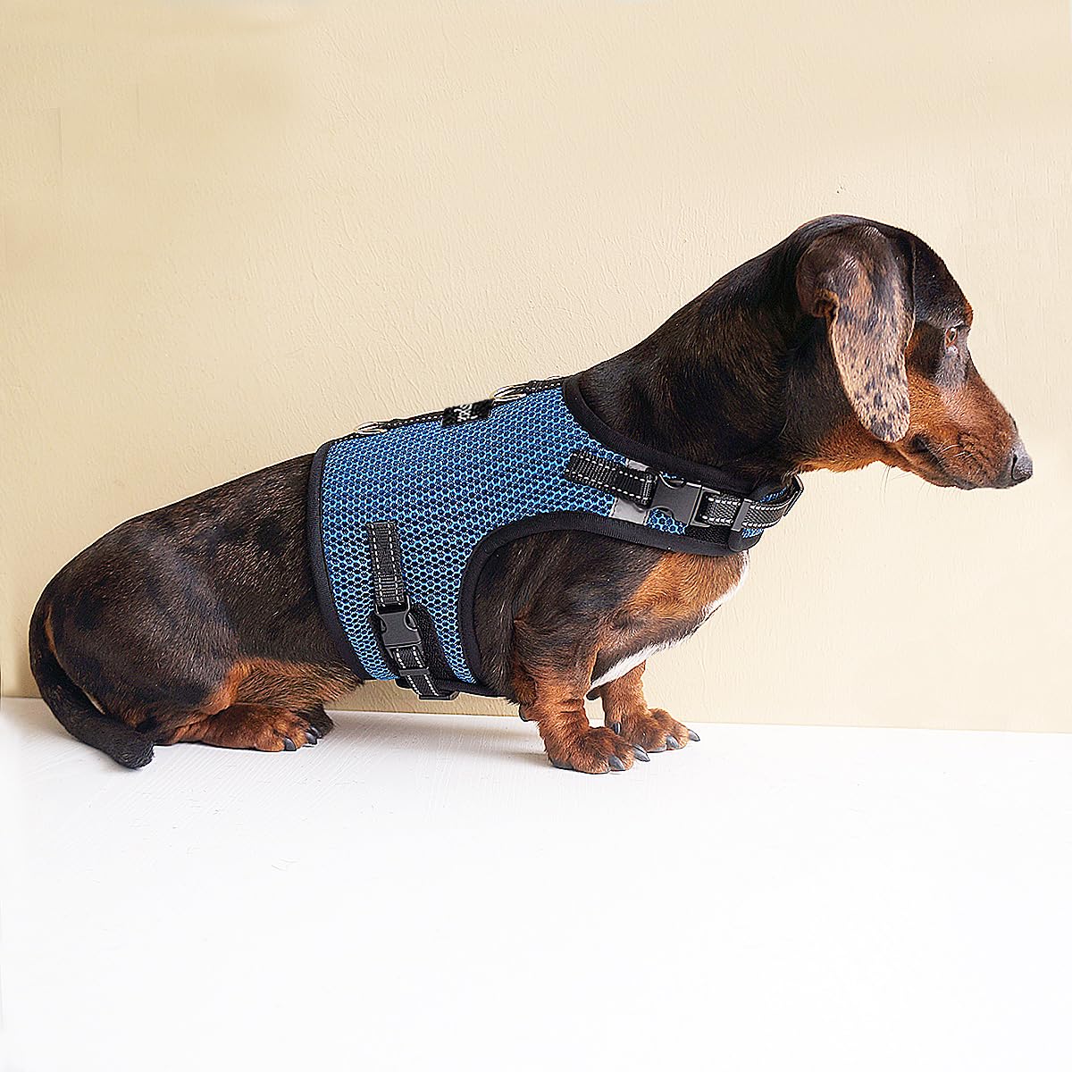 Hilspace Dachshund harness vest shown from the side.