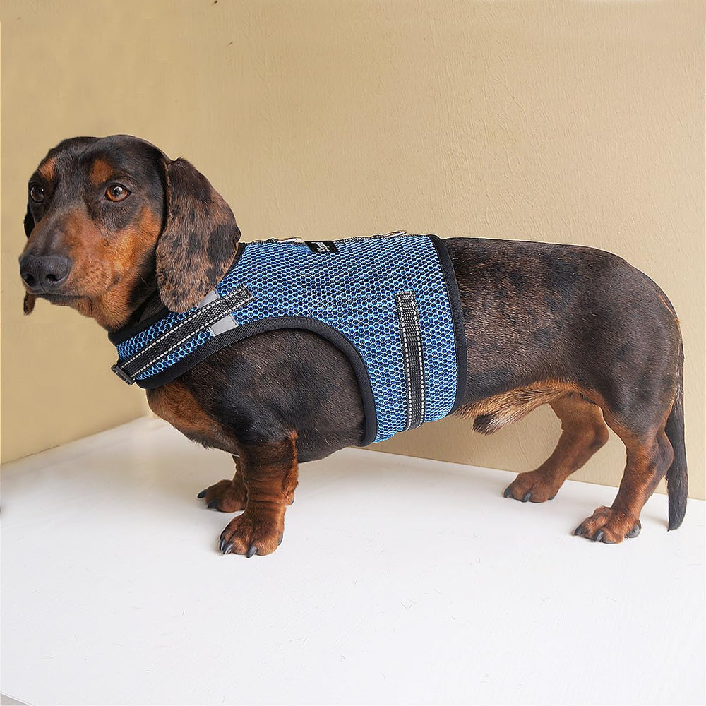 Hilspace Dachshund harness vest shown during a walk.