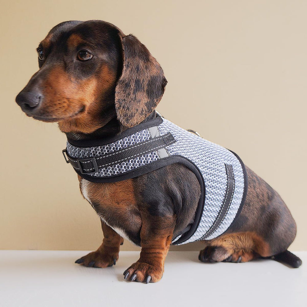 Hilspace Dachshund Harness shown during a walk.