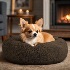 Hoewina cat bed shown with an indoor cat resting in the round cushion.