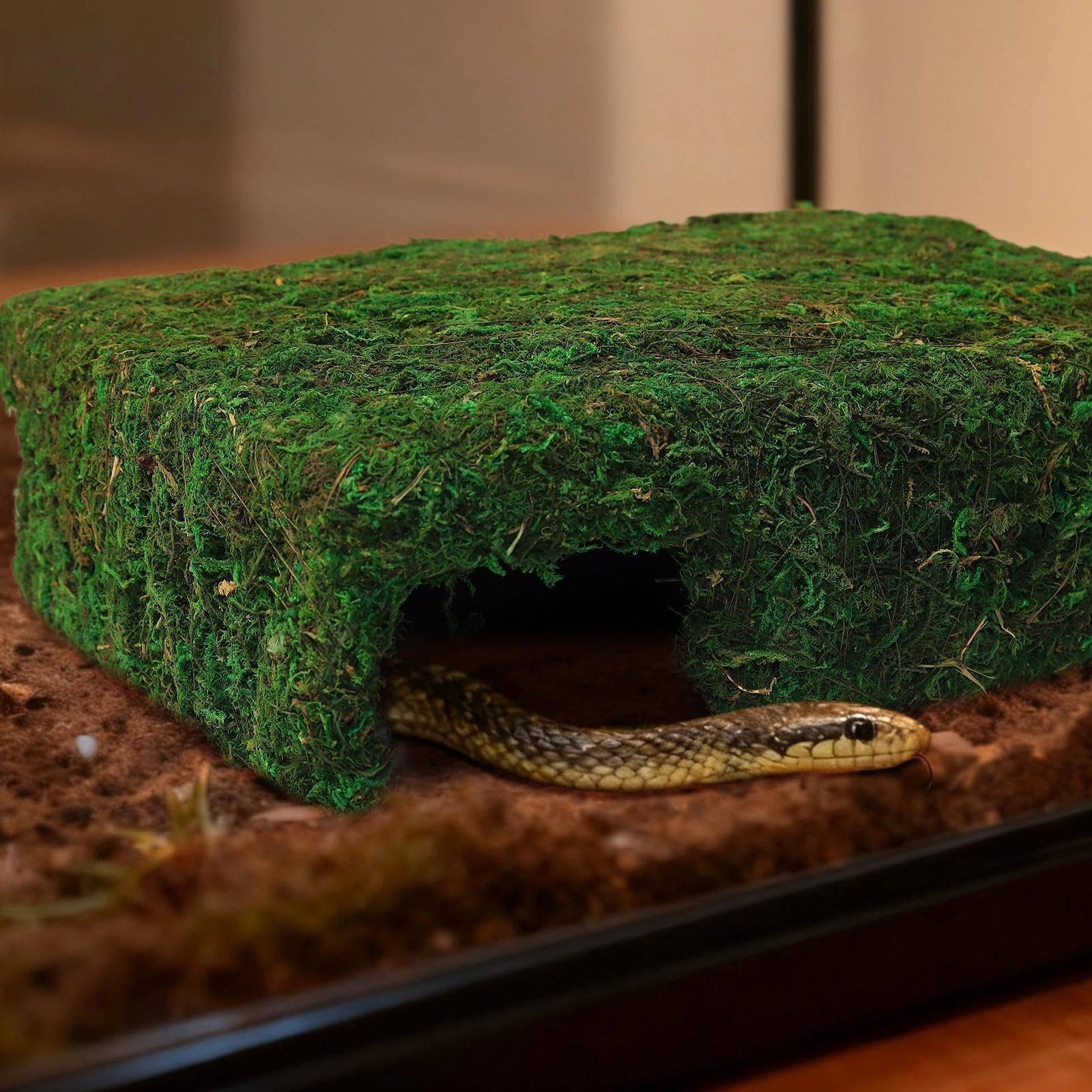Hollima Mossy Cave Hide shown as a reptile hideout within an enclosure.