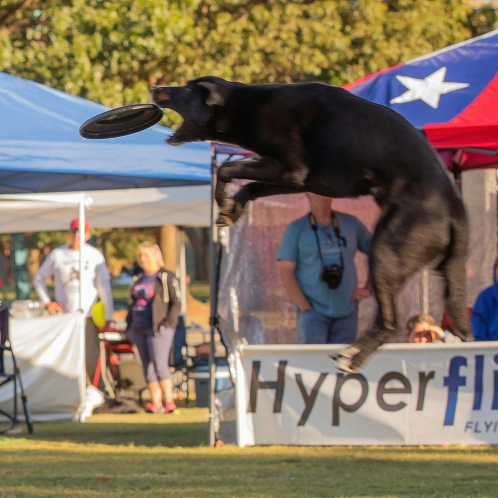Hyperflite K-10 Jawz dog flying disc being caught by a dog.