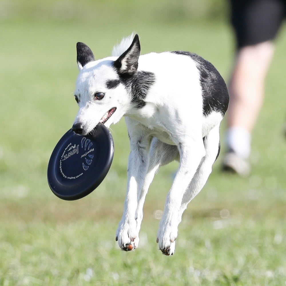 Hyperflite Pup Jawz dog flying disc showing its product branding.