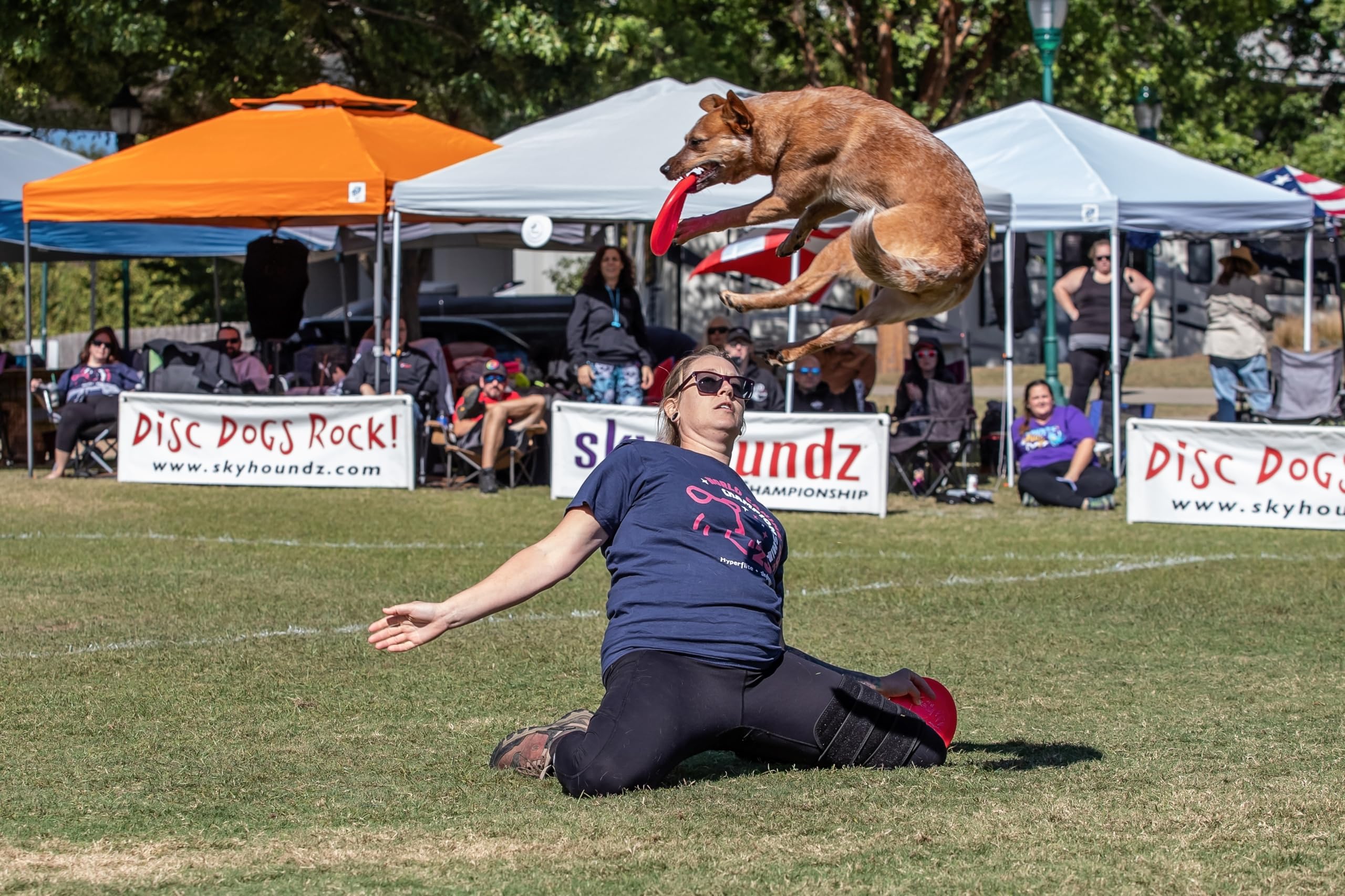 Hyperflite Pup Jawz disc in use during a dog catching game.