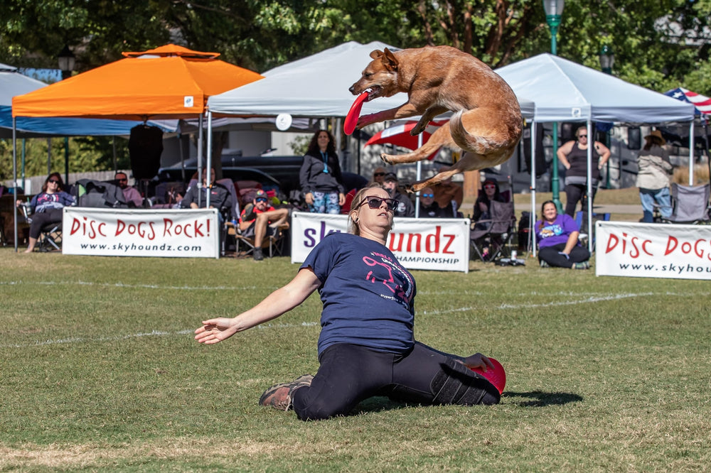 Hyperflite Pup Jawz disc in use during a dog catching game.