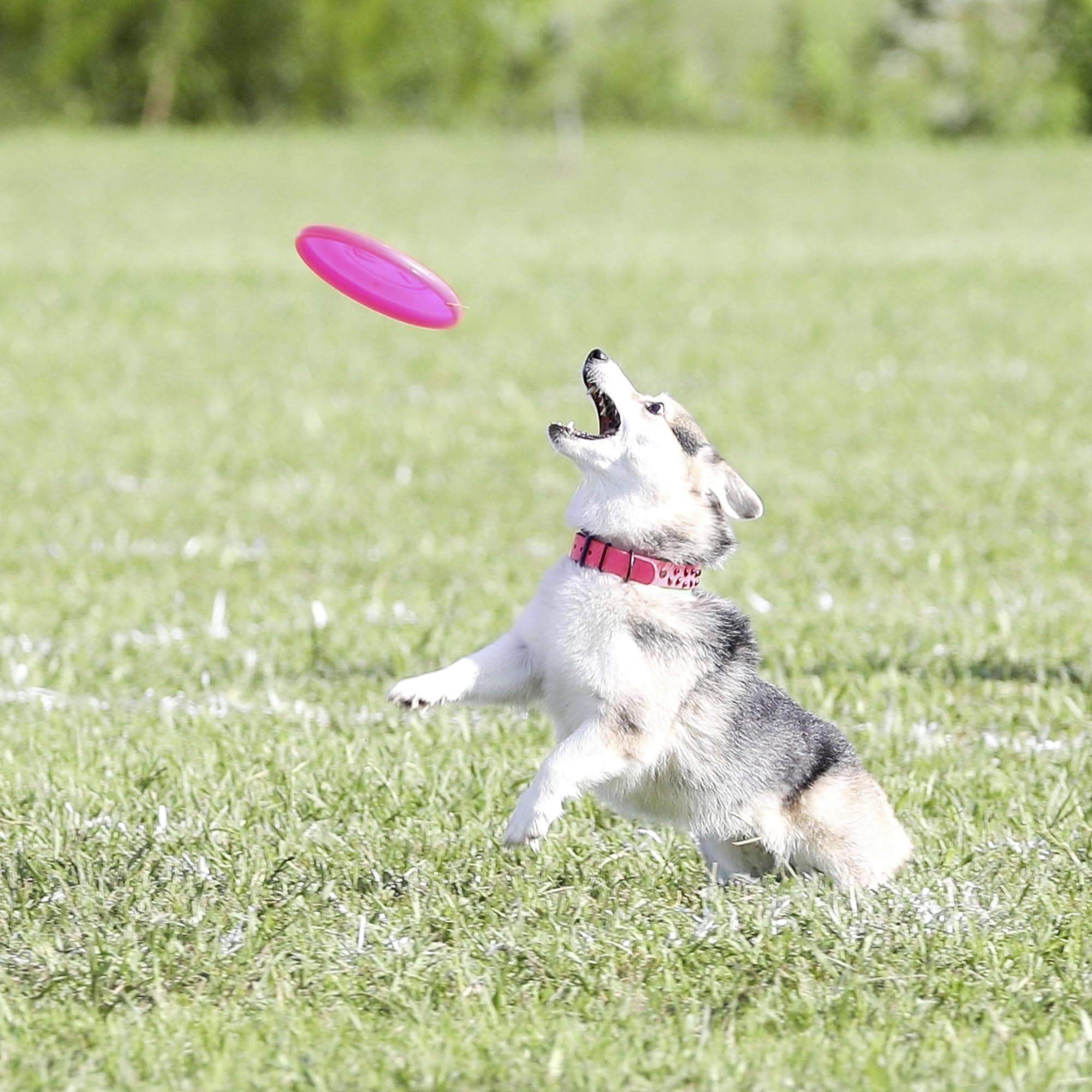 Hyperflite Pup Jawz disc shown as a canine disc sport design.