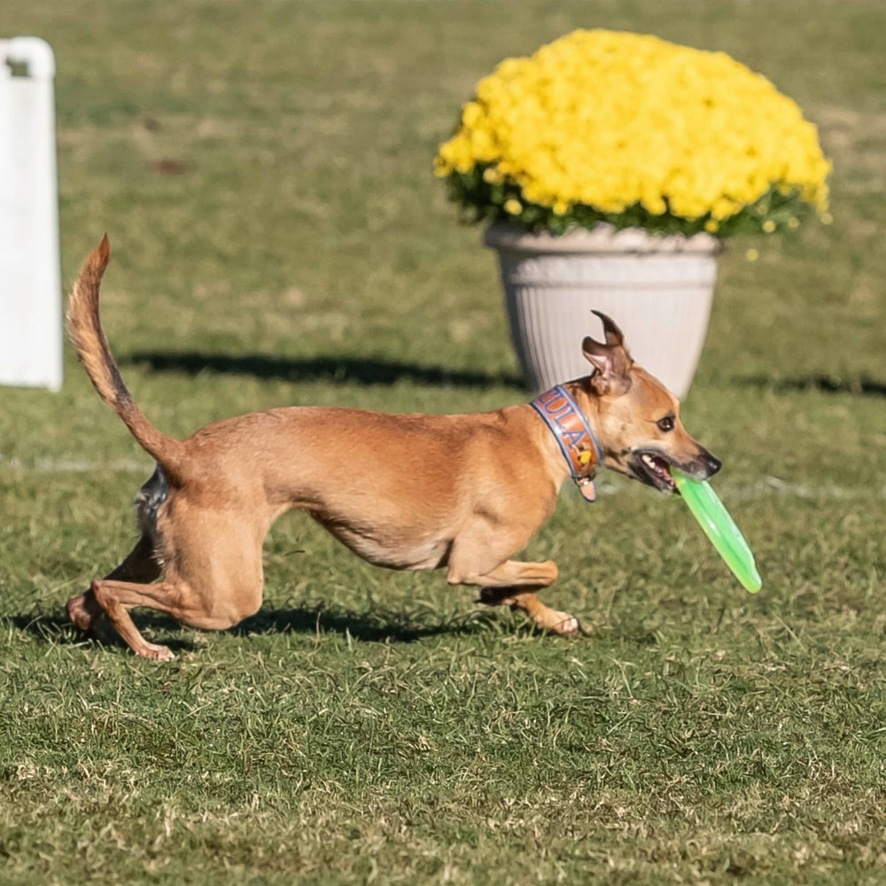 A dog plays with the Hyperflite Pup Jawz flying disc in a canine disc sport setting.
