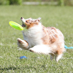 A dog catches the Hyperflite Pup Jawz flying disc during play.