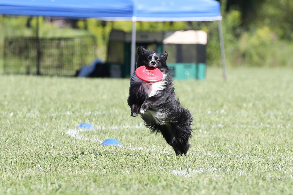 Hyperflite Pup Jawz disc shown for small-dog play.