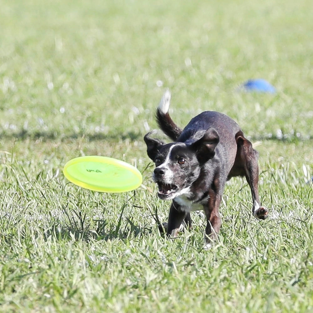 A dog tracks the Hyperflite Pup Jawz flying disc outdoors in bright sunlight.