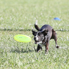 A dog tracks the Hyperflite Pup Jawz flying disc outdoors in bright sunlight.