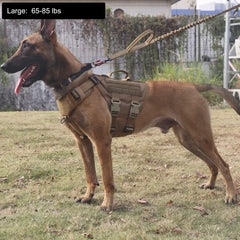 ICEFANG tactical dog harness close-up showing its quick-release buckles.