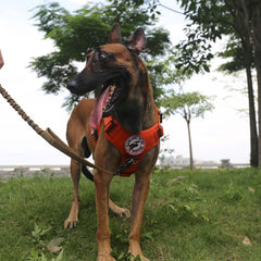 ICEFANG tactical dog harness showing the sewn loop panels for attaching patches.