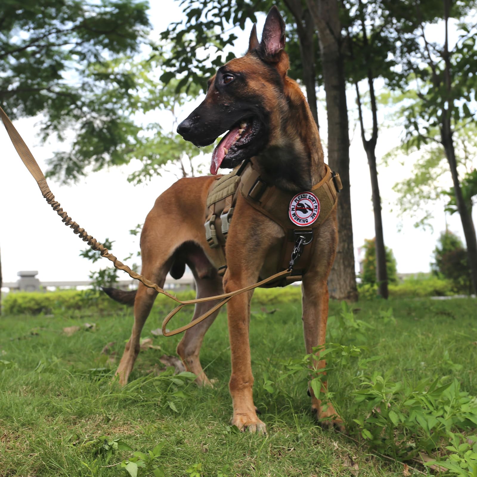 ICEFANG tactical dog harness showing its MOLLE-compatible side strips.