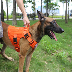 ICEFANG tactical dog harness showing its side MOLLE/PALS gear attachment strips.