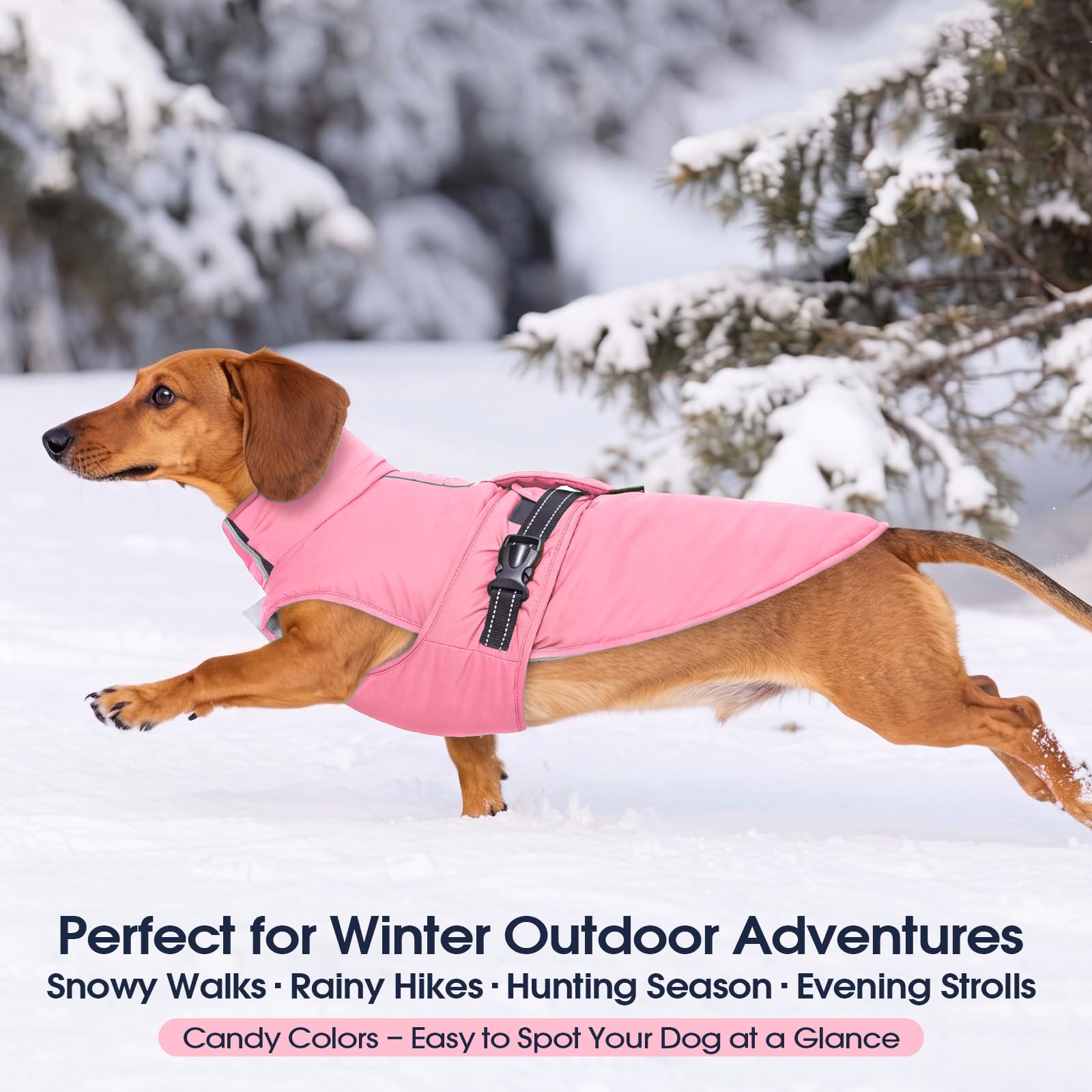 IECOii large dog winter coat shown being worn by a large dog.