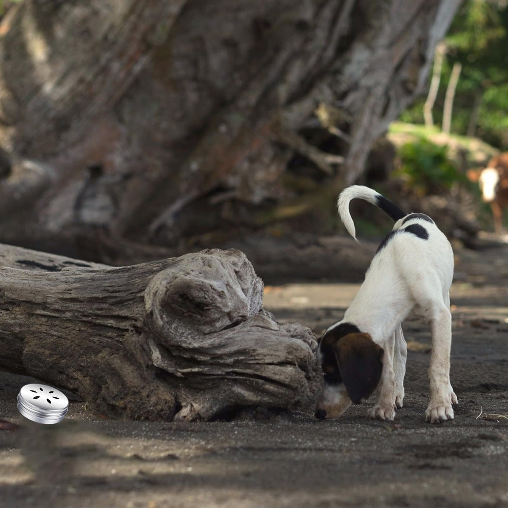 INNOYUMLIN Dog Scent Training Kit used for a pet scent search.