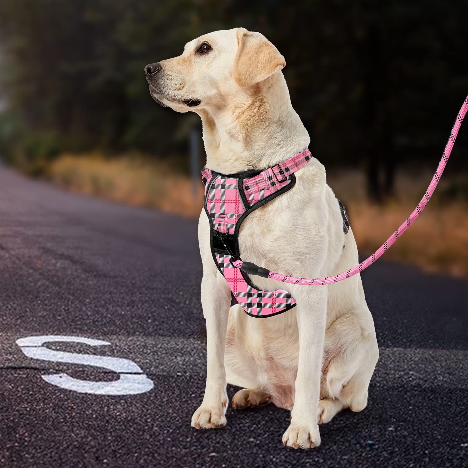 IVY&LANE dog harness set with leash, retractable seat belt, and storage strap.