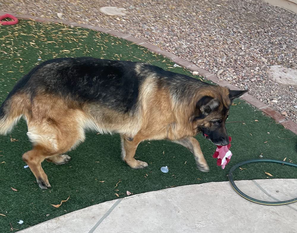 Jalousie stuffingless dog toys shown during supervised play.