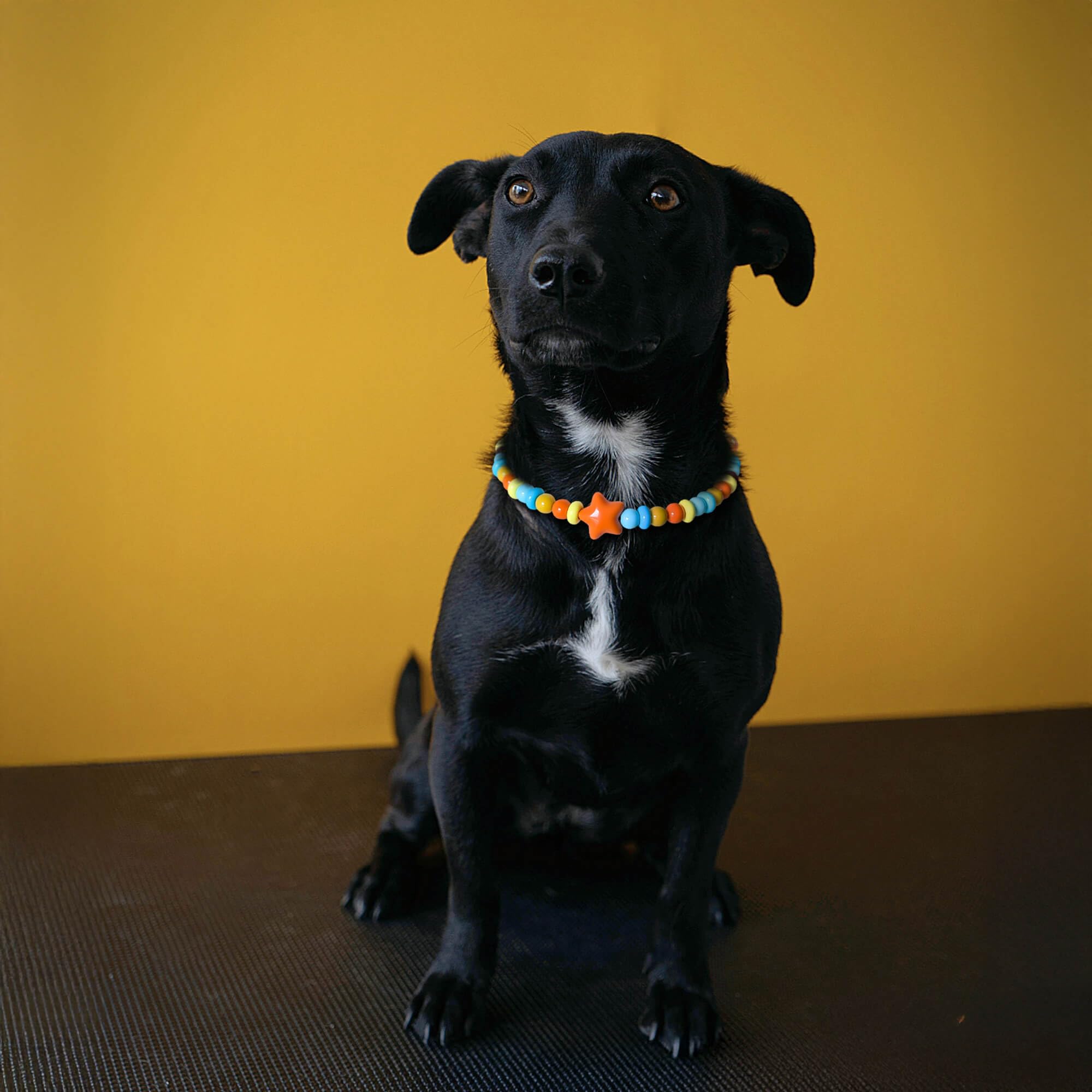 JOGIA Dog Necklace Collar shown as an accessory for a celebration.