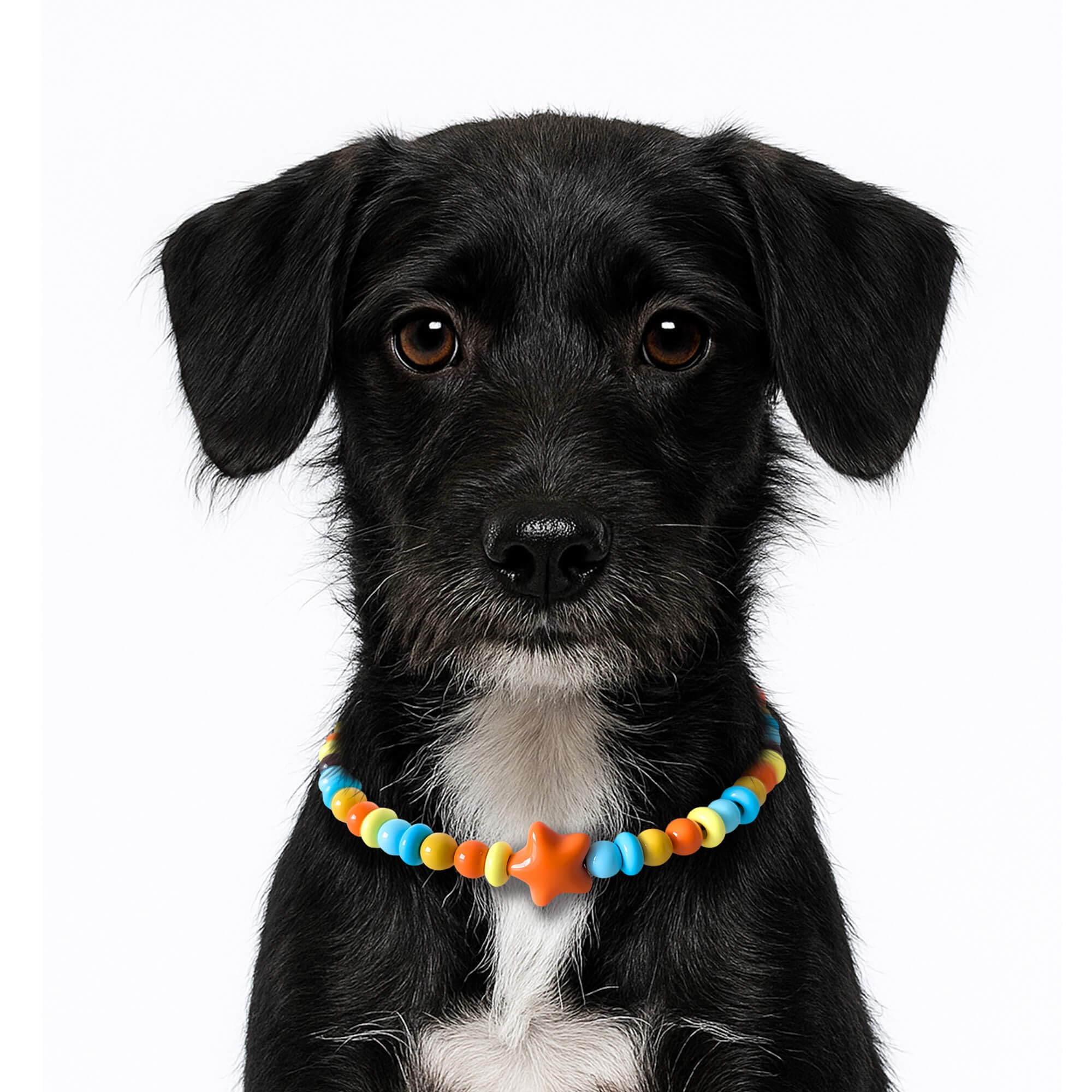JOGIA Dog Necklace Collar worn by a dog as a decorative accessory.