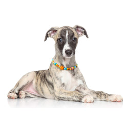 JOGIA Dog Necklace Collar close-up highlighting its yellow star charm.