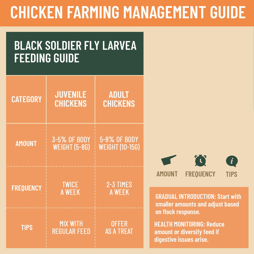 Joyprotyn dried black soldier fly larvae shown as feed for ducks.