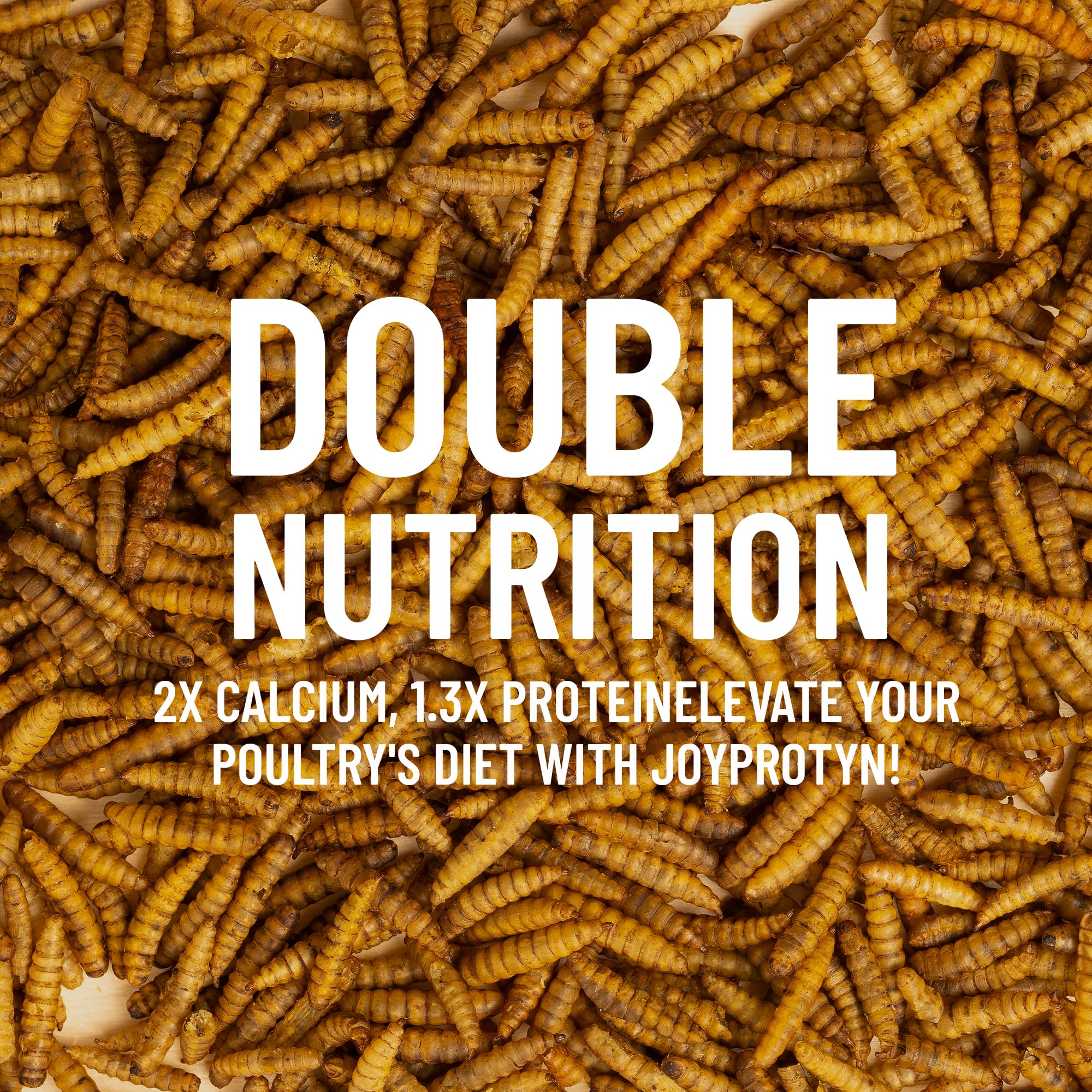 Joyprotyn dried black soldier fly larvae shown being fed to chickens.