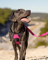 Joytale dog harness showing its quick-release buckles and adjustable straps.
