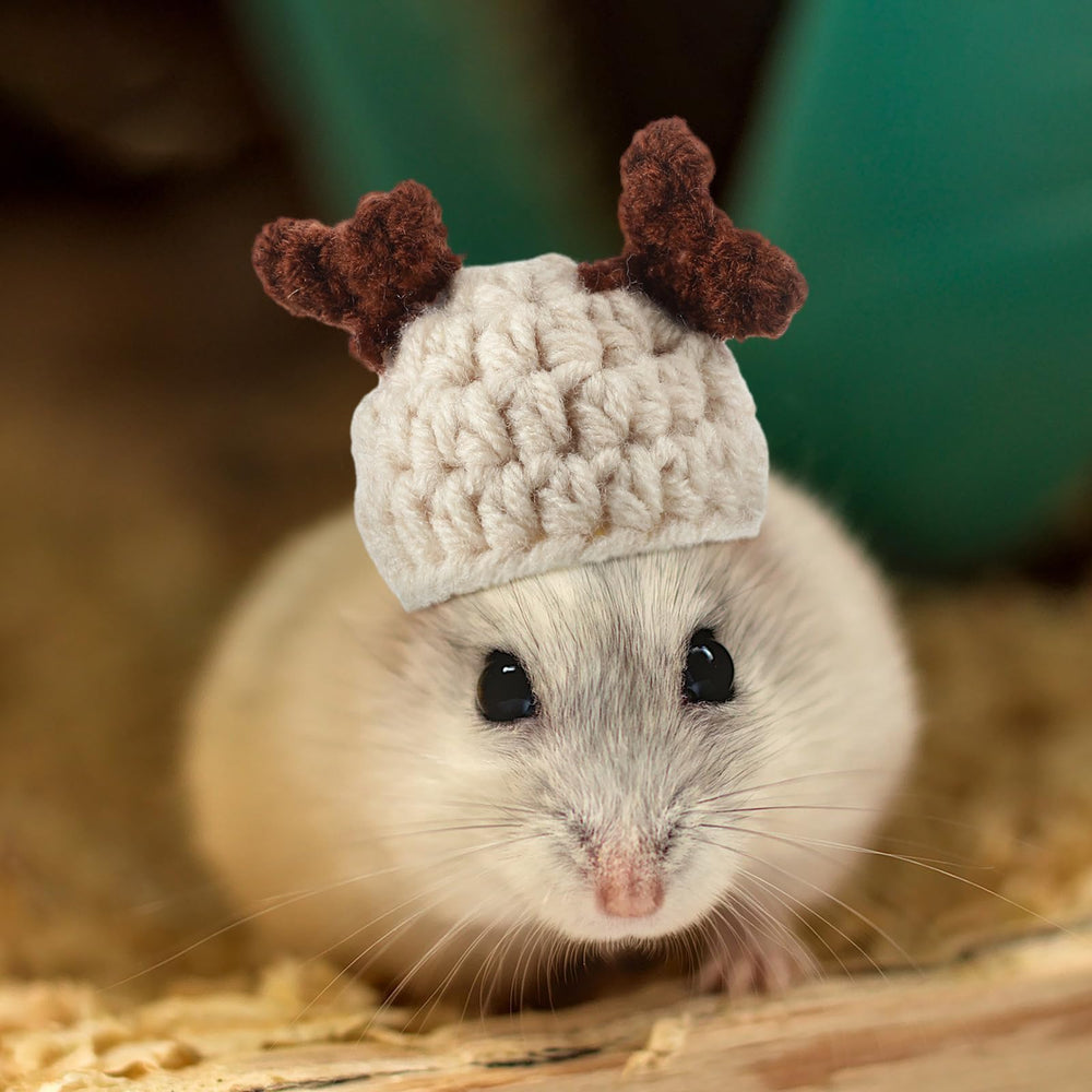 Kajaia mini pet hats featuring Christmas tree and Christmas hat designs.
