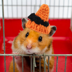 Kajaia mini pet hat with a scary-eyes spider theme.