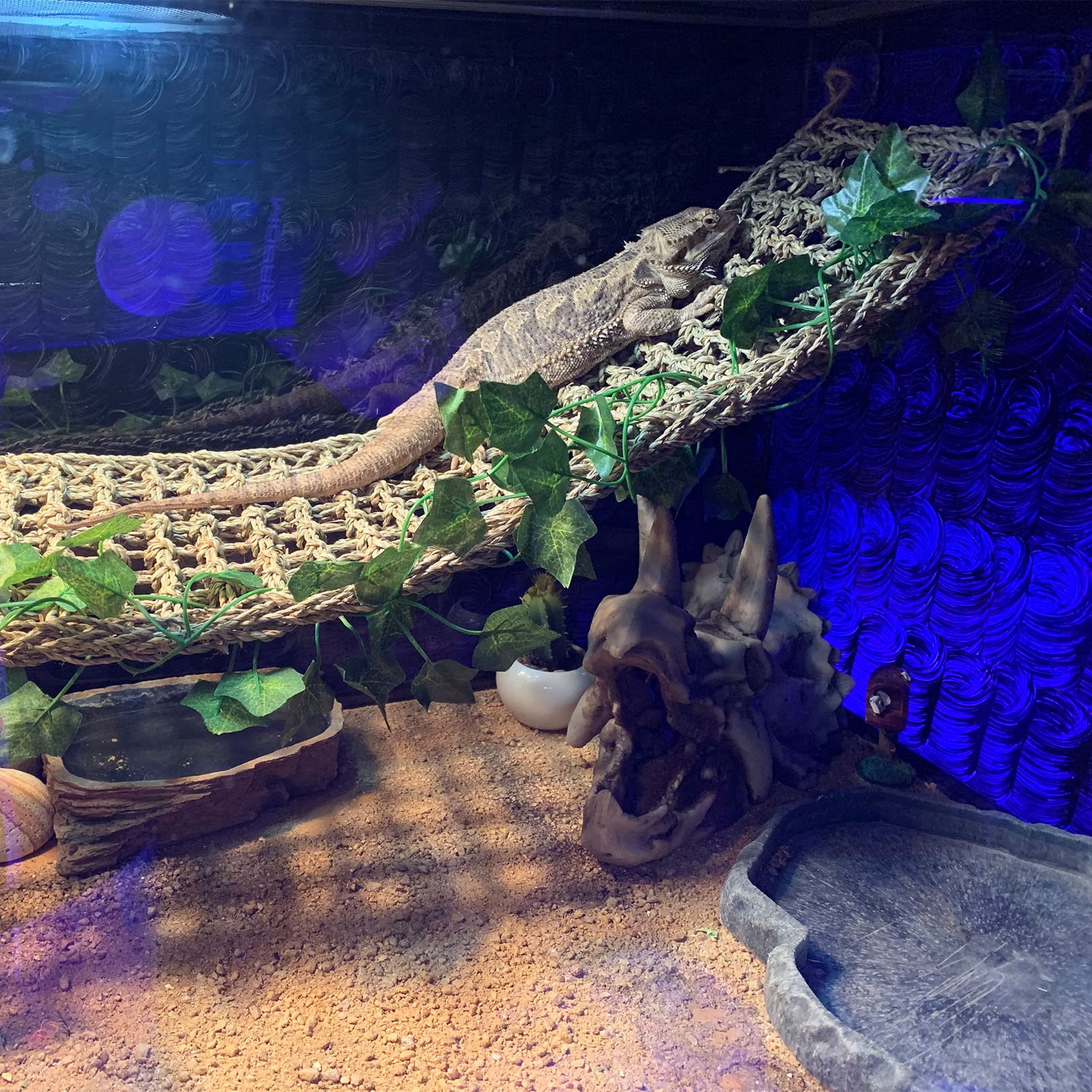 kathson reptile decor set featuring its long leafy decoration.