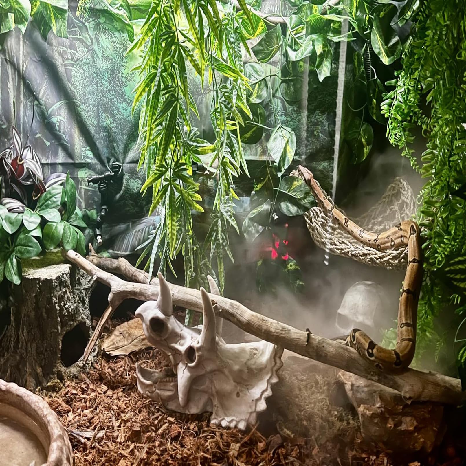 kathson reptile dinosaur skull arranged as a habitat hideout.