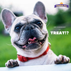 Kingdom Pets Duck Jerky & Sweet Potato Dog Treats shown as a snack for a dog.