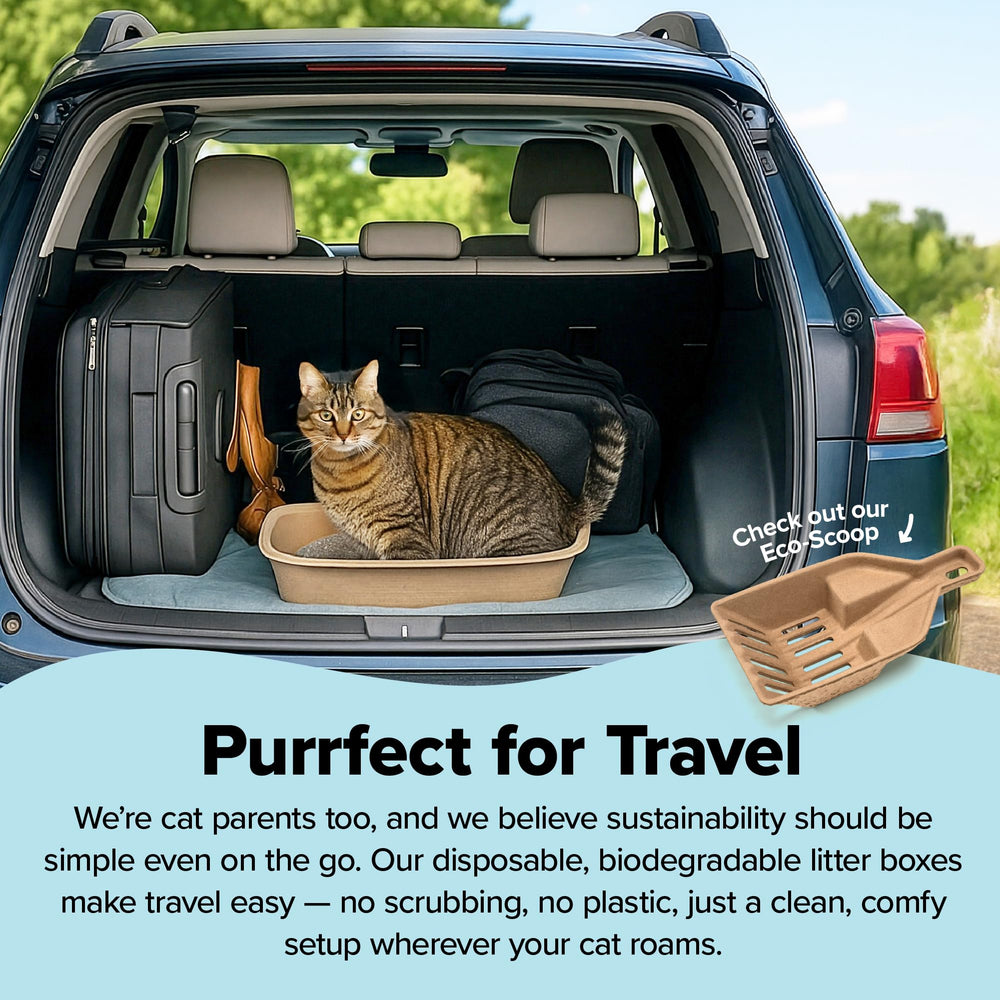 Kitty Sift jumbo litter box shown from above to display its roomy interior.