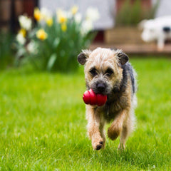 KONG Classic Medium dog toy close-up showing its rubber surface.