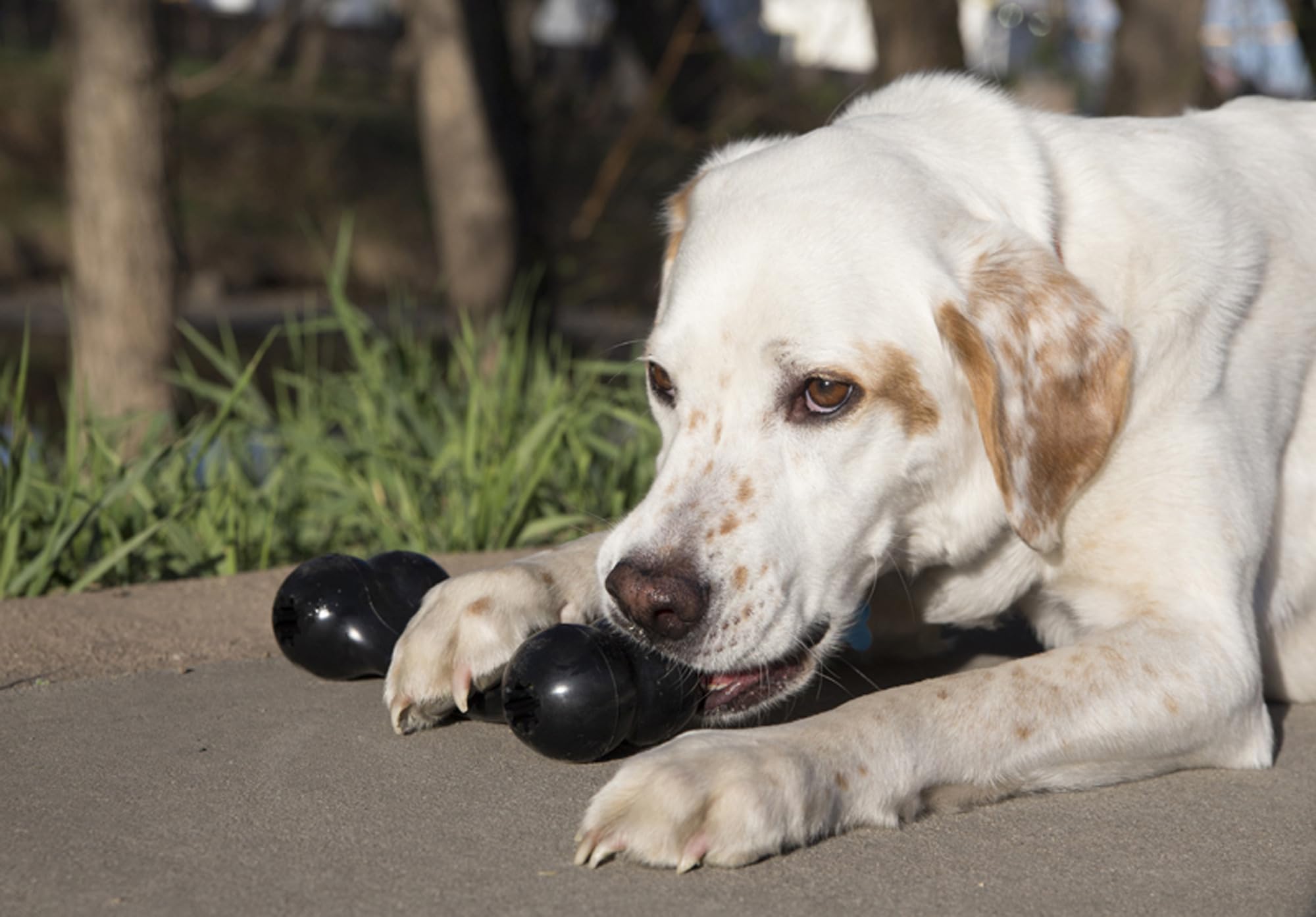KONG Extreme Goodie Bone prepared as a treat-stuffing challenge.