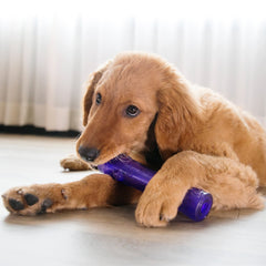 KONG Squeezz Crackle Stick showing its flexible material.