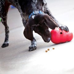 KONG Wobbler being used by a dog as a food-dispensing toy.
